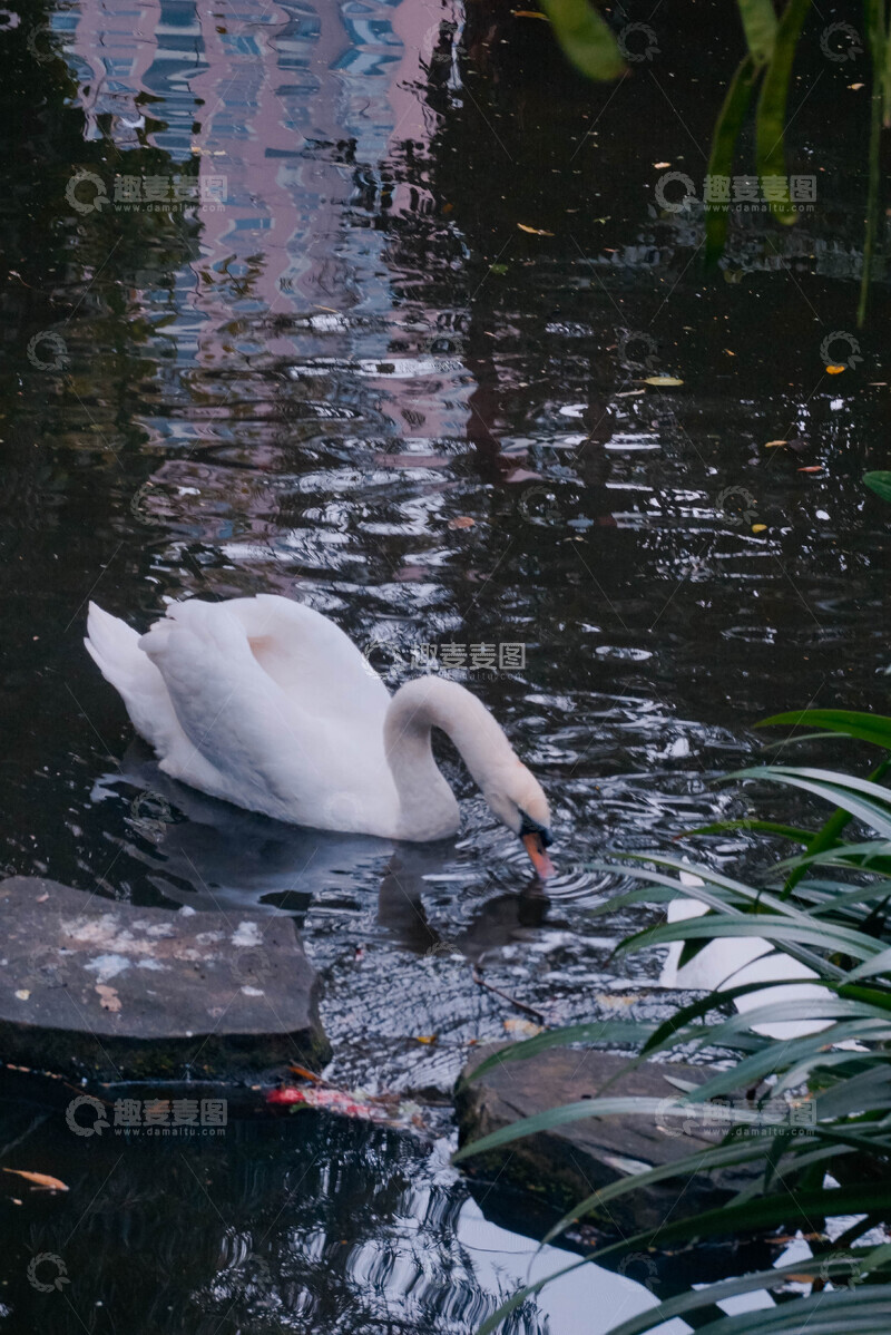 高清大图下载【趣麦麦图】静谧天鹅湖水景1