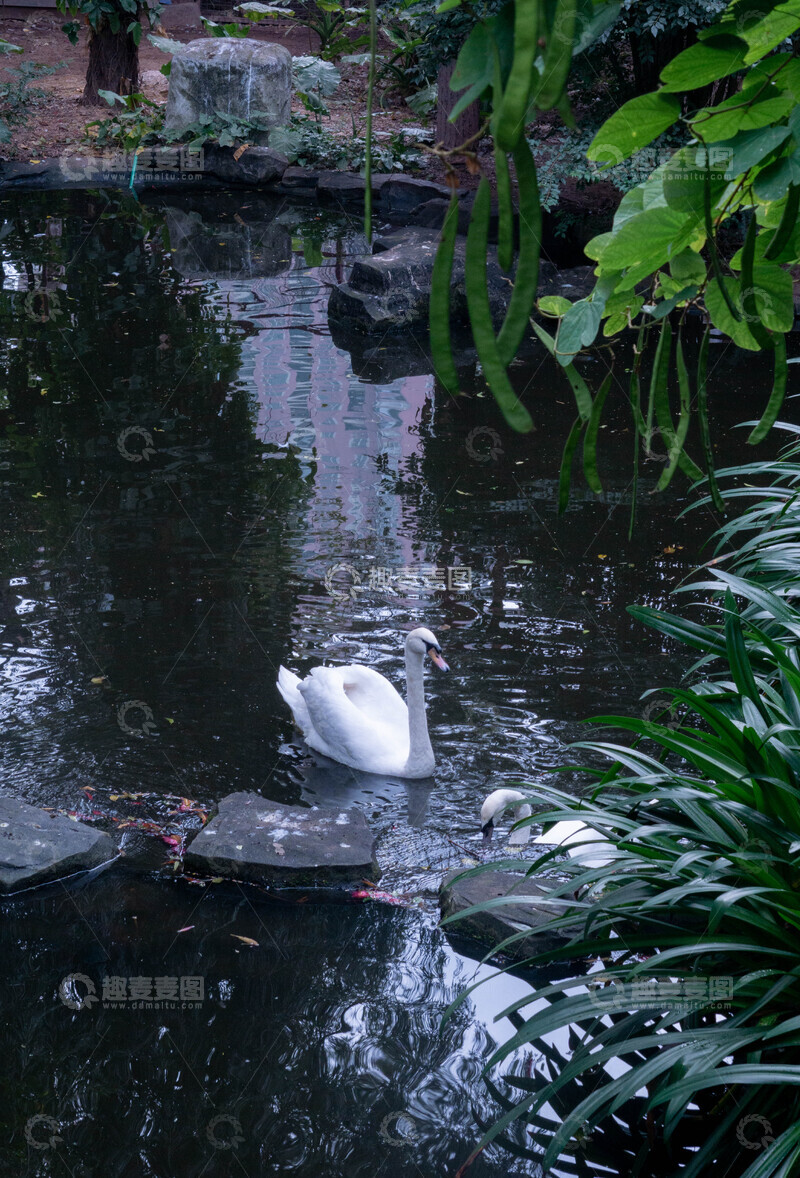 高清大图下载【趣麦麦图】宁静池塘天鹅游