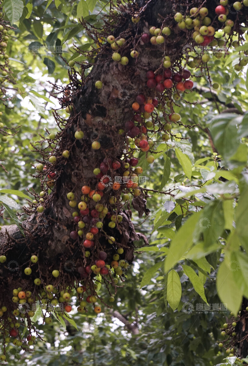 高清大图下载【趣麦麦图】聚果榕果实累累树枝繁茂热带风情