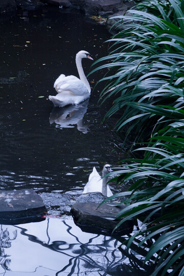 静谧水面天鹅游
