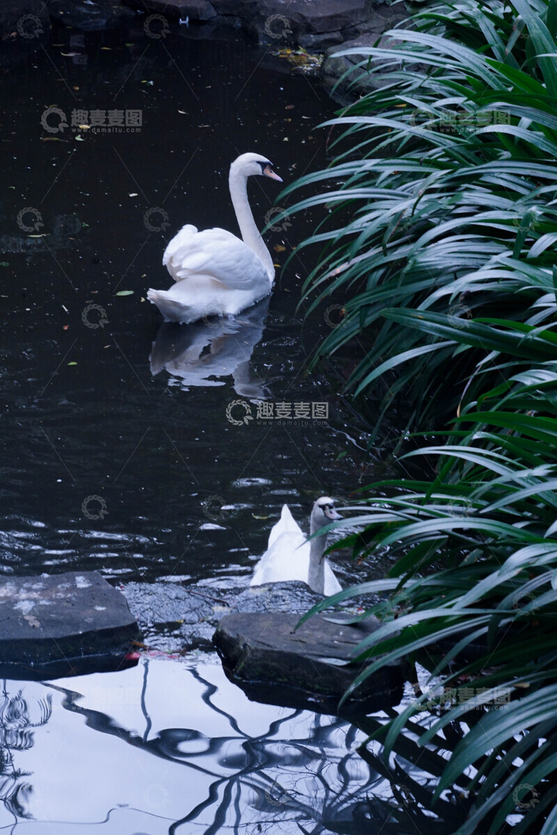 高清大图下载【趣麦麦图】静谧水面天鹅游