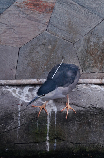 石上夜鹭小鸟写实摄影