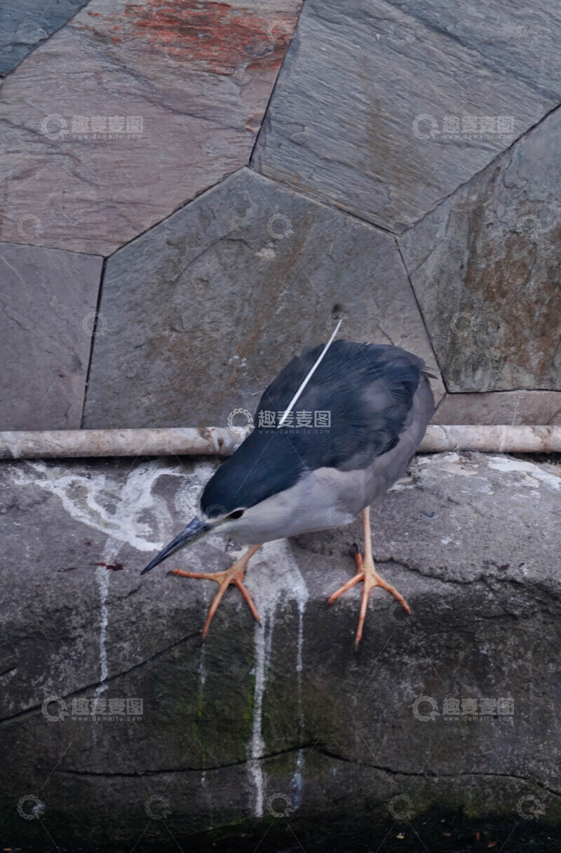 高清大图下载【趣麦麦图】石上夜鹭小鸟写实摄影
