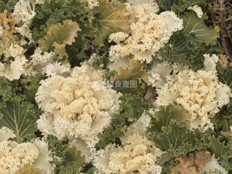 高清大图下载【趣麦麦图】田园风甘蓝花摄影素材