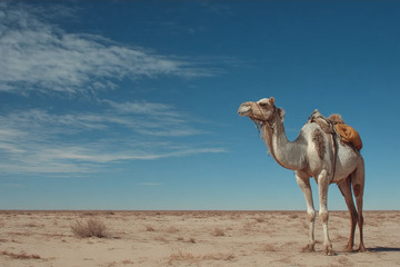 晴穹荒漠下的驼影黄沙