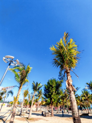 热带沙滩棕榈树风光