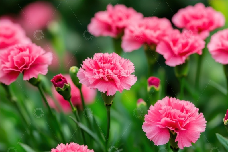 高清大图下载【趣麦麦图】粉色的康乃馨花丛花田