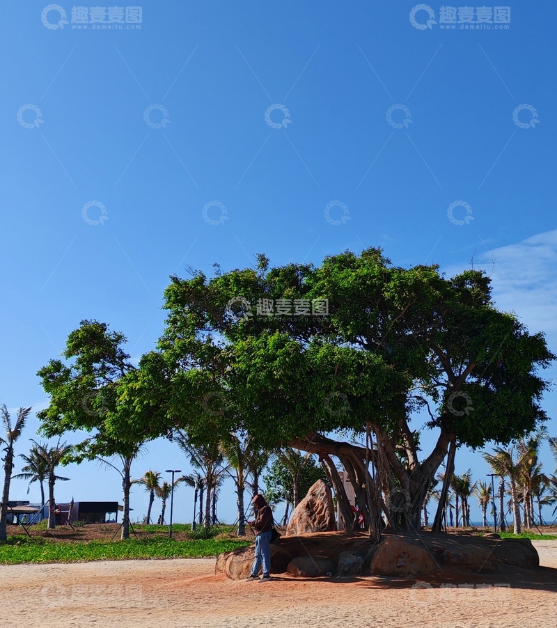 高清大图下载【趣麦麦图】海边大树风景摄影