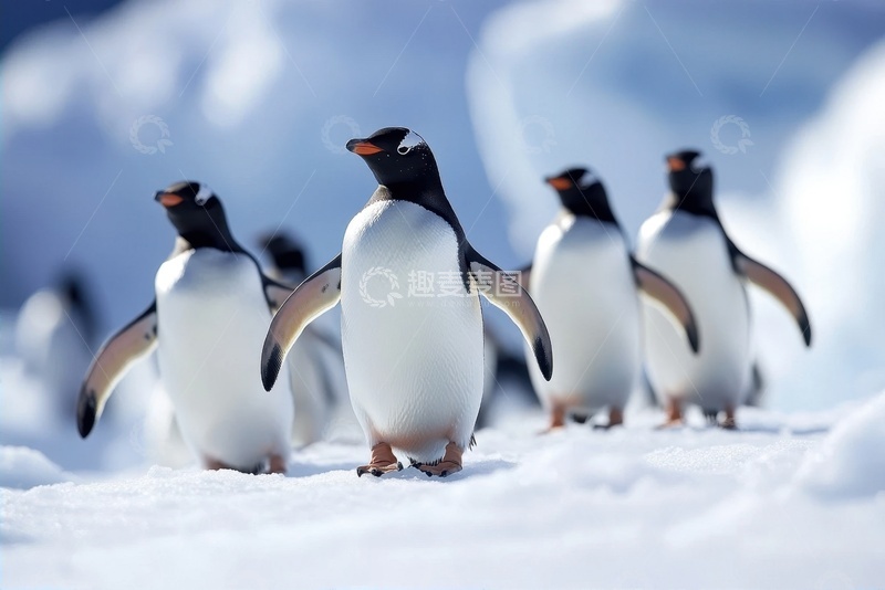 高清大图下载【趣麦麦图】一群行走的胖企鹅
