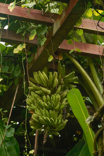 热带果园绿蕉果实自然风光