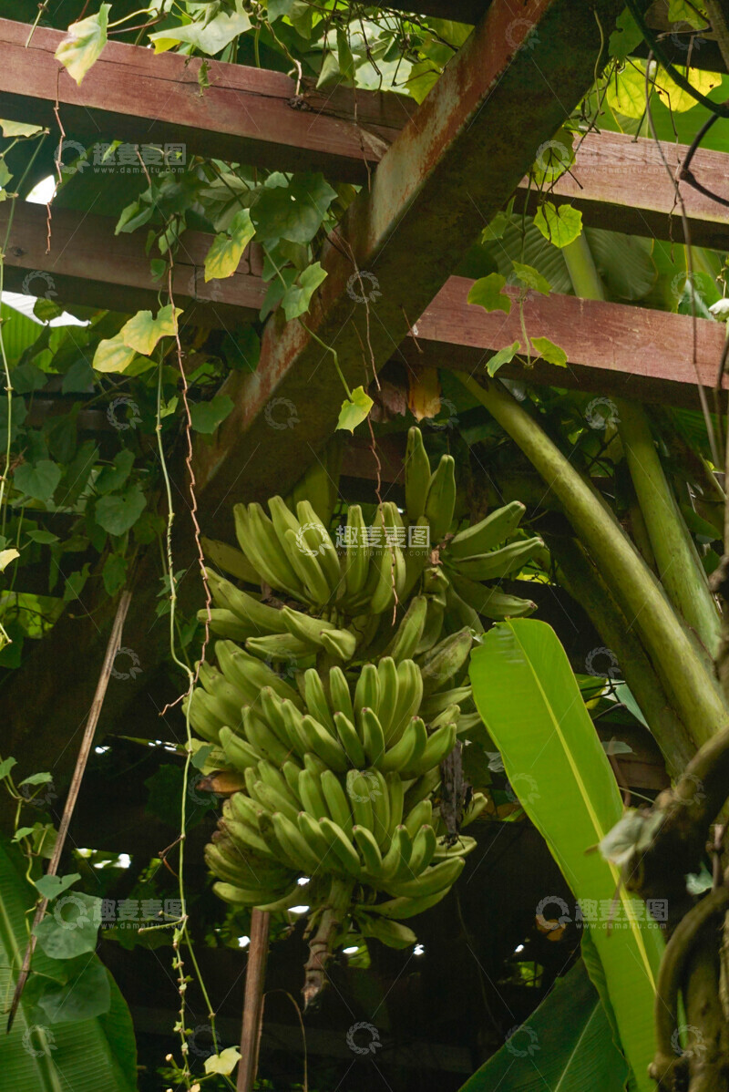 高清大图下载【趣麦麦图】热带果园绿蕉果实自然风光