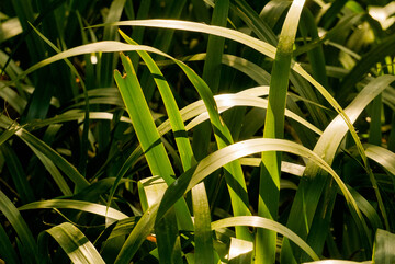 绿色草丛自然风光摄影