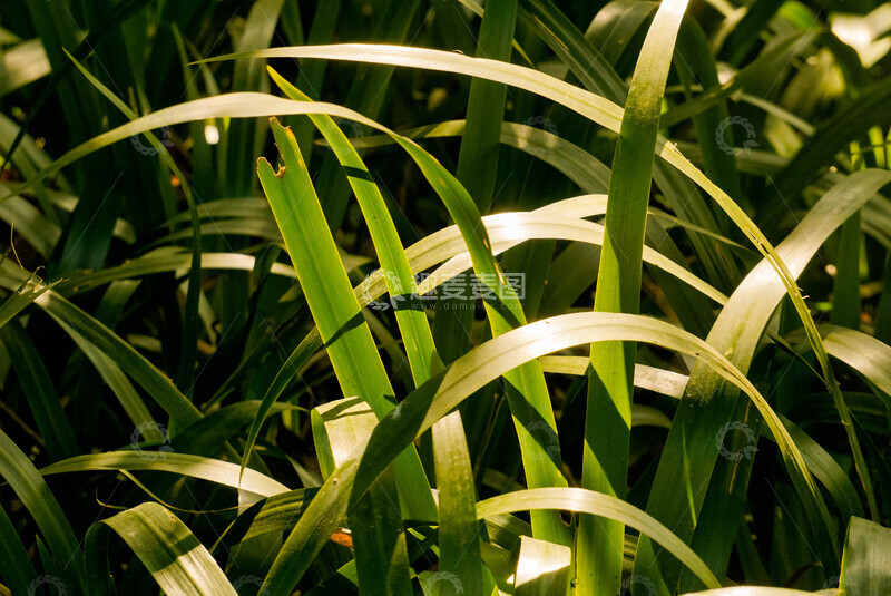 高清大图下载【趣麦麦图】绿色草丛自然风光摄影