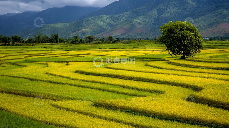 高清大图下载【趣麦麦图】金色稻田的秋日景色