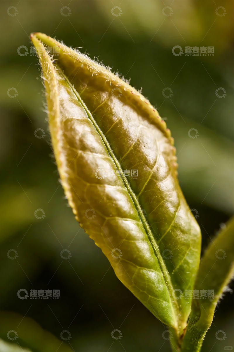 源文件下载【趣麦麦图】新鲜茶叶特写摄影3