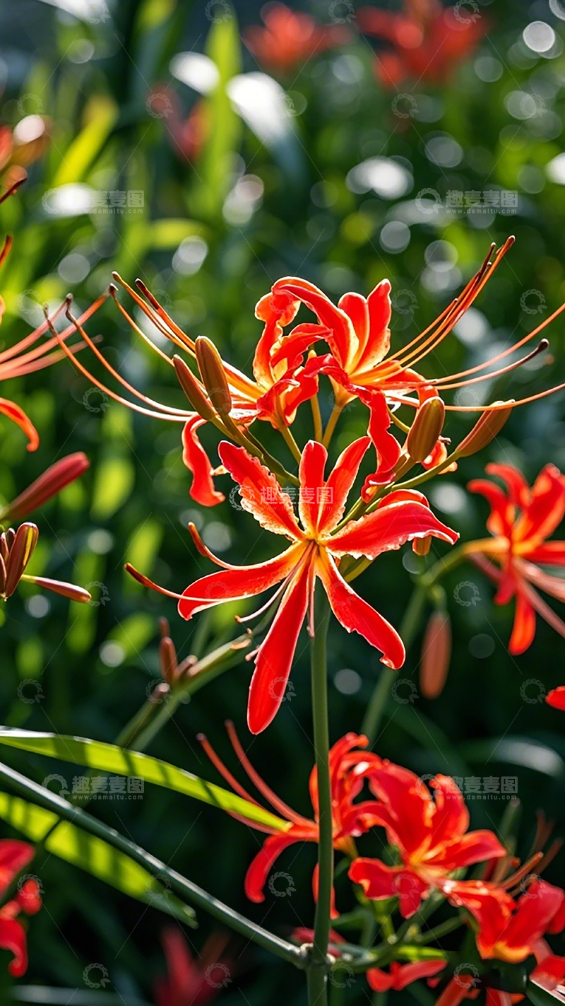 高清大图下载【趣麦麦图】鲜艳红花石蒜花盛开摄影图片