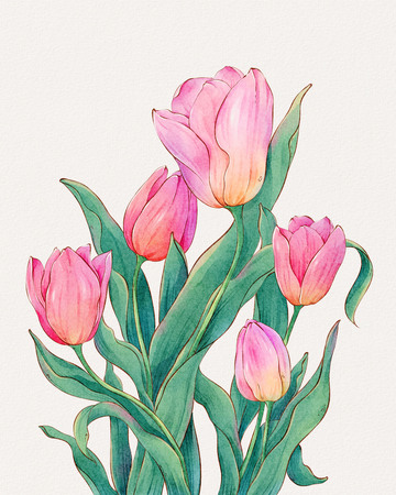 水彩粉色郁金香花卉插画