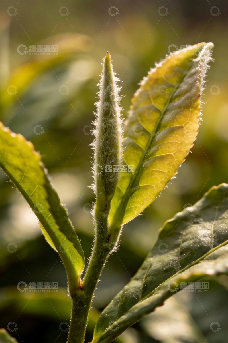 源文件下载【趣麦麦图】新鲜茶叶特写摄影1