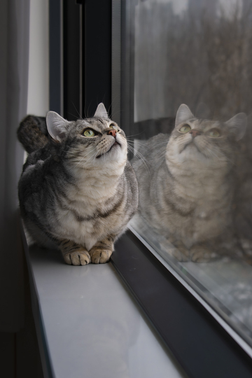 窗台猫咪凝望风景