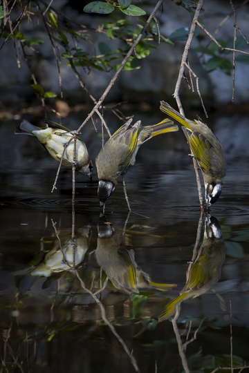 自然野生鸟类饮水瞬间