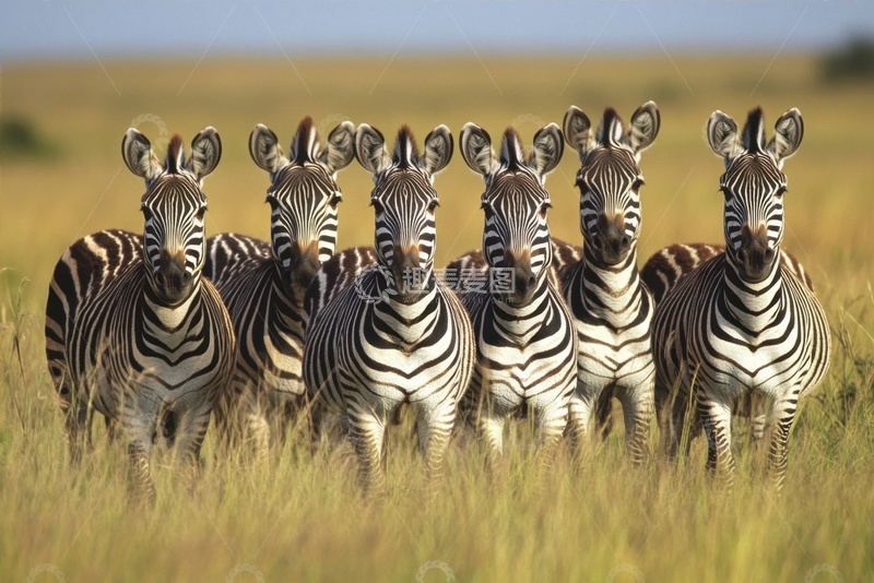高清大图下载【趣麦麦图】一排斑马摄影
