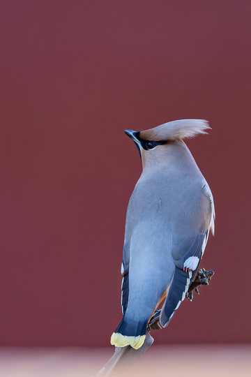 太平鸟栖息古建红墙背景特写摄影图片