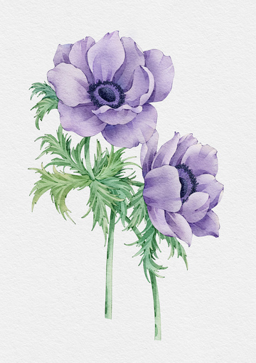 水彩花卉银莲花插画素材