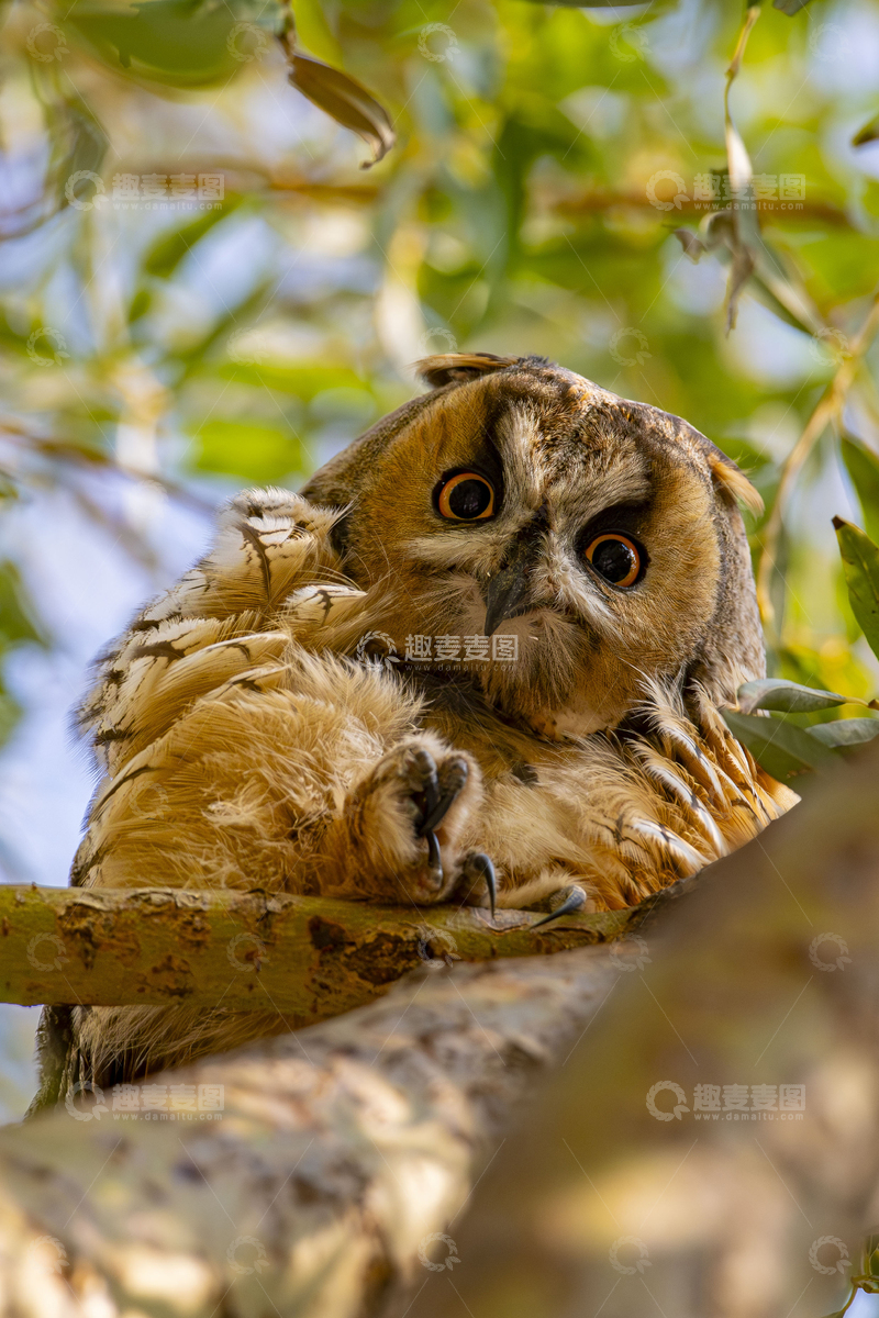 高清大图下载【趣麦麦图】猫头鹰树枝休息摄影图
