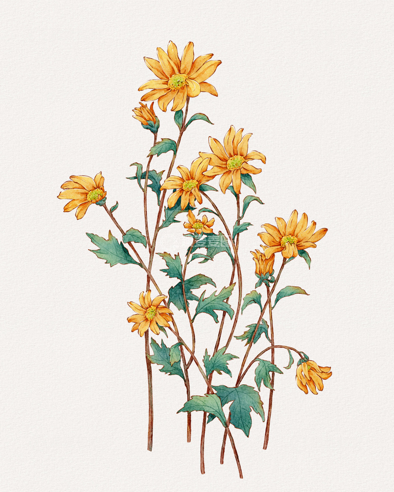 源文件下载【趣麦麦图】水彩菊花插画设计素材