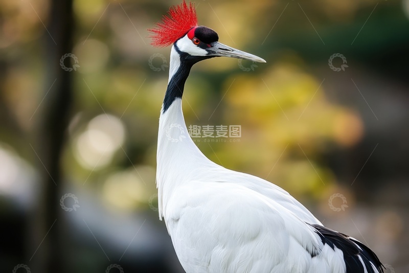 高清大图下载【趣麦麦图】白色的仙鹤特写摄影