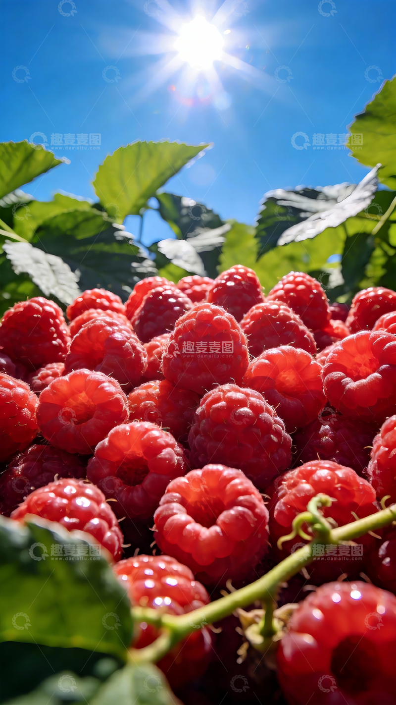 源文件下载【趣麦麦图】红色新鲜树莓摄影1