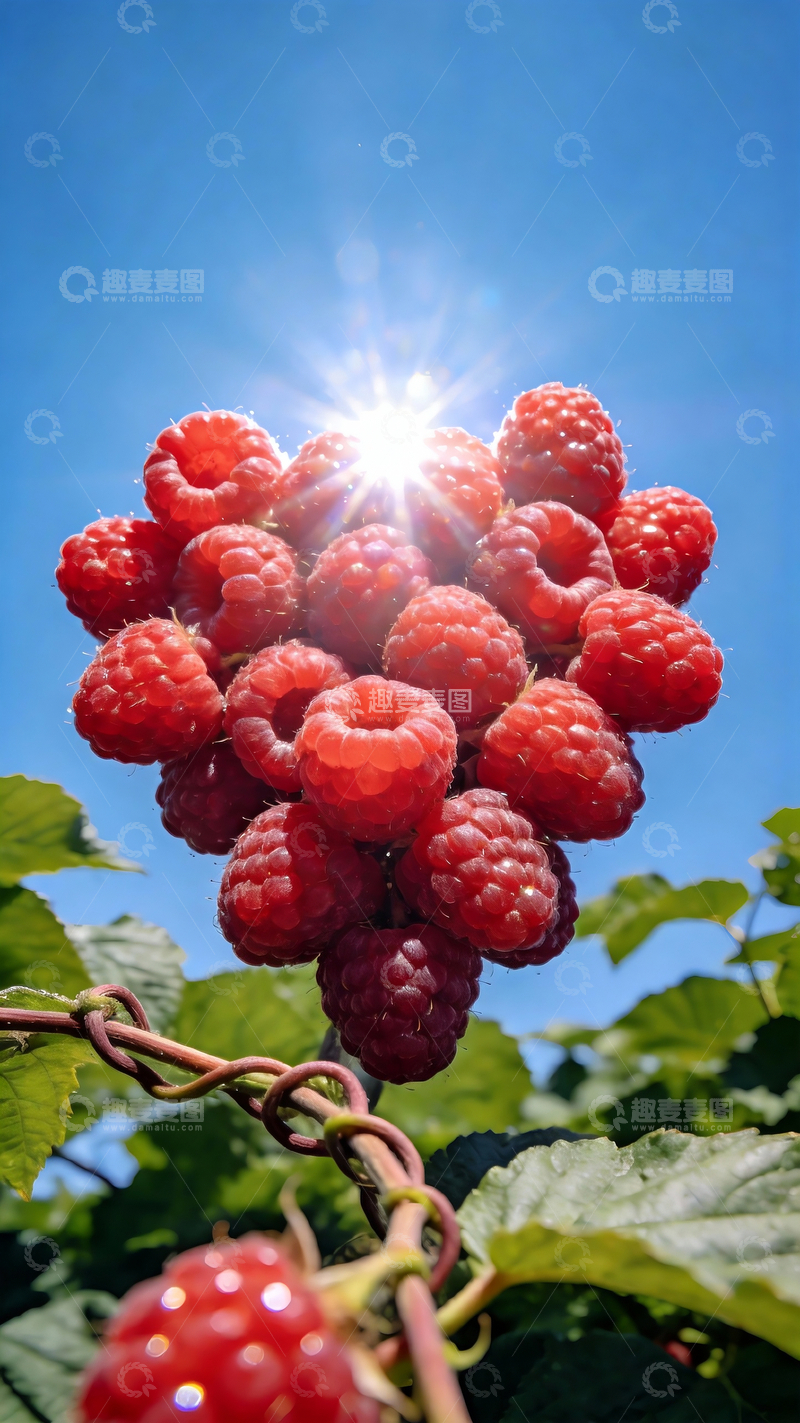 源文件下载【趣麦麦图】红色新鲜树莓摄影3