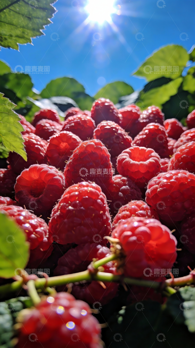 源文件下载【趣麦麦图】红色新鲜树莓摄影4