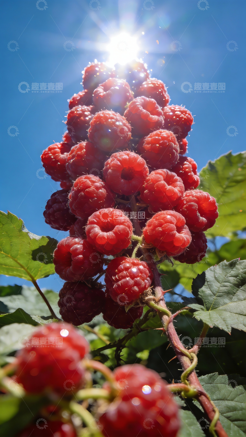 源文件下载【趣麦麦图】红色新鲜树莓摄影2