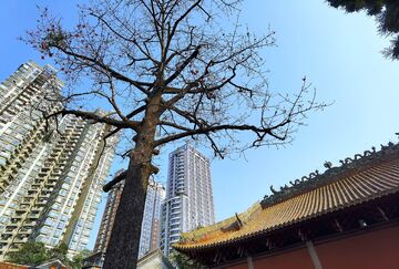 城市古建与高楼并存