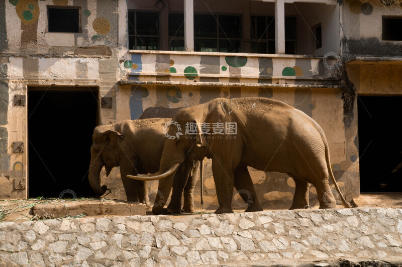 高清大图下载【趣麦麦图】动物园大象生活场景