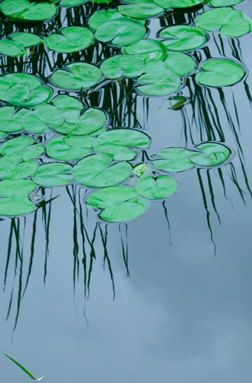 荷叶浮水自然风景摄影