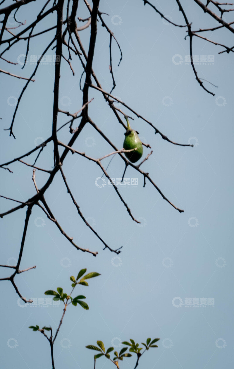 高清大图下载【趣麦麦图】异木棉树枝果实蓝天