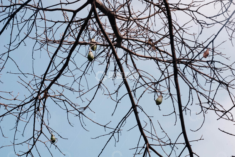 高清大图下载【趣麦麦图】异木棉枯枝飘果图