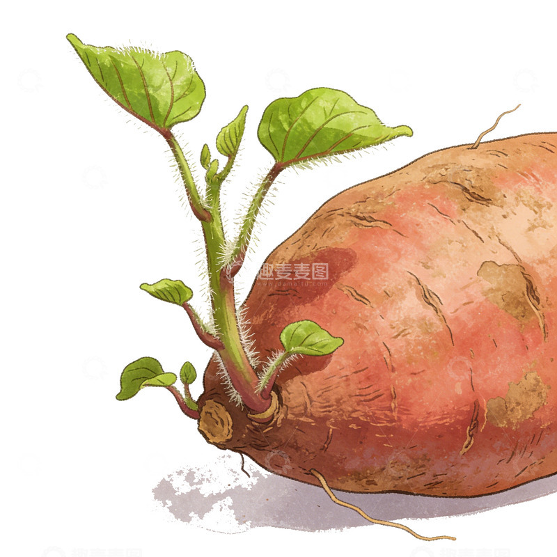 高清大图下载【趣麦麦图】手绘红薯发芽插画