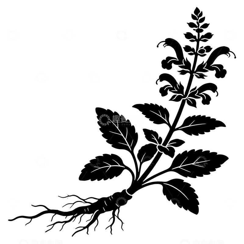 高清大图下载【趣麦麦图】丹参黑白植物剪影插画素材
