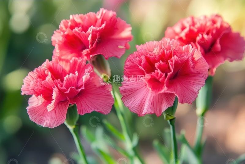 高清大图下载【趣麦麦图】玫红色的康乃馨花朵