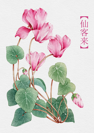 水彩仙客来花卉插画