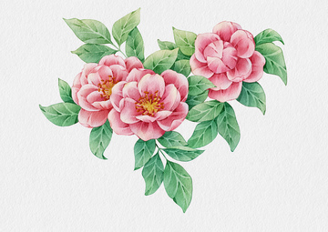 水彩花卉粉色蔷薇装饰画