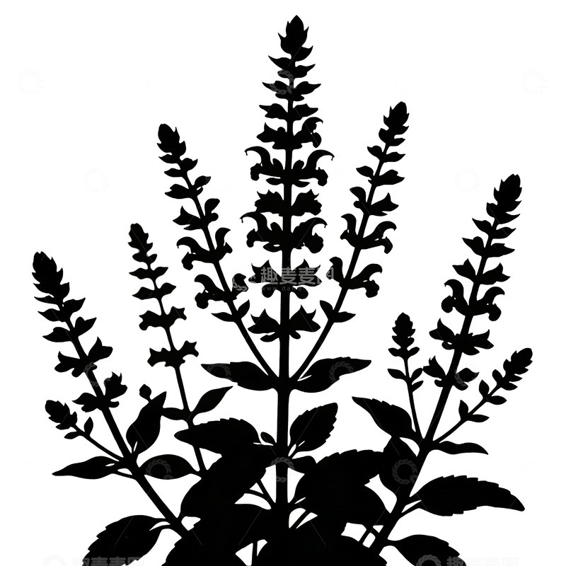 高清大图下载【趣麦麦图】丹参黑白色调植物剪影设计素材