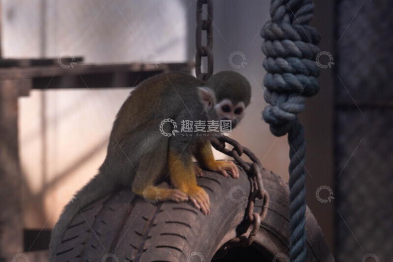 高清大图下载【趣麦麦图】动物园松鼠猴轮胎玩耍