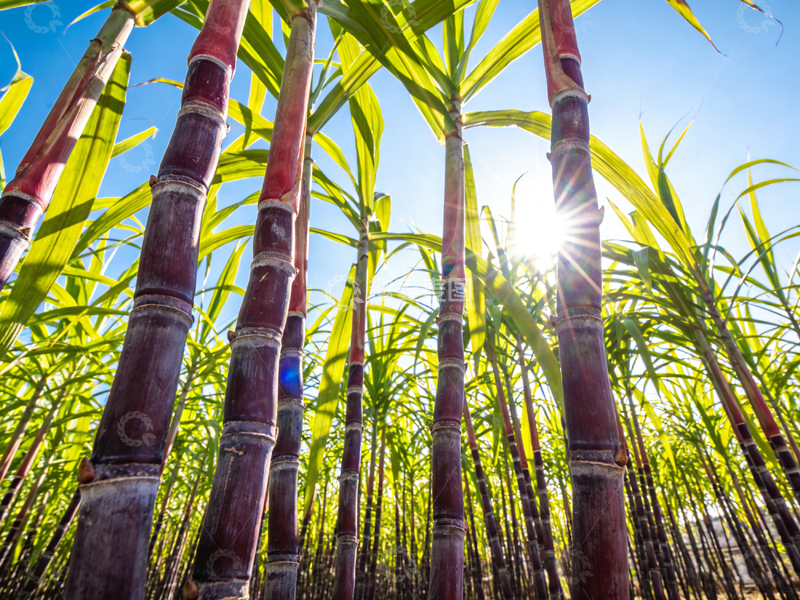 高清大图下载【趣麦麦图】阳光下的甘蔗林