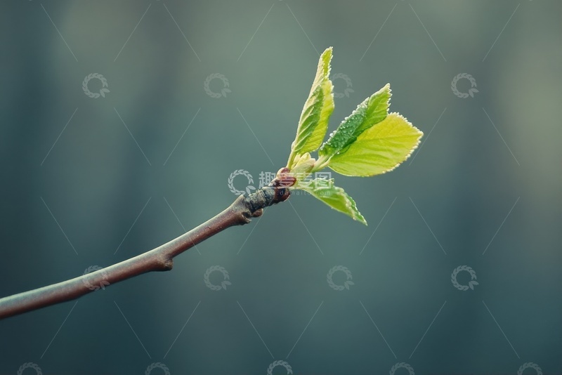 高清大图下载【趣麦麦图】发芽的绿枝嫩叶