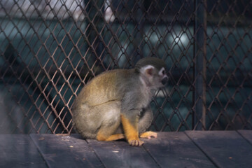 动物园松鼠猴拍摄