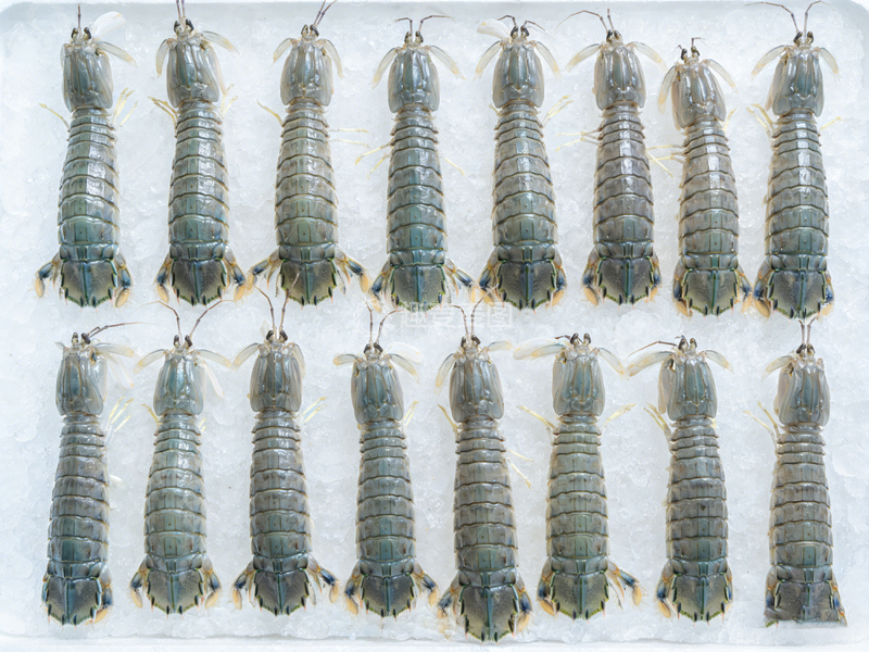 高清大图下载【趣麦麦图】冰鲜虾排列展示